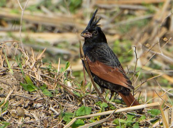 av tallsluttningar. Då fann vi också Slender-billed Oriole, en art som trivs i den miljön. Andra nya arter i de torrare markerna var Striated och Rufescent Prinia och Himalayan Bulbul.