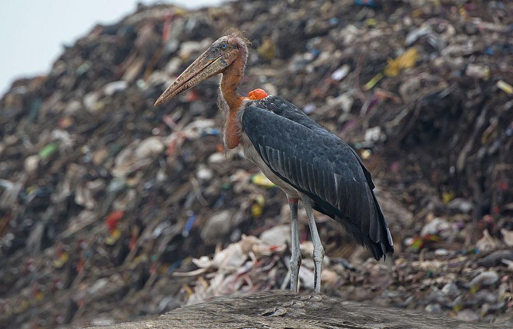 Greater Adjutant, Guwahati. Foto: Jan Henriksson er omgivningarna. Här fick vi en överraskande obs av en Dollarbird. Gråsparv kändes och bra på Bhutanlistan.