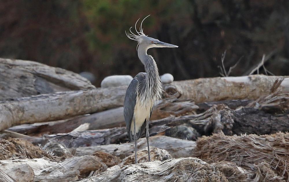 White-bellied Heron, Po Chhu, Punakha. Foto: Carl-Axel Bauer Artlista fåglar Bhutan 1 Ruddy Shelduck Tadorna ferruginea [Rostand] 90 Punakha 31.3 och 25 där 1.4.