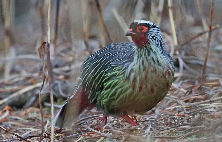 3. 5 Hill Partridge Arborophila torqueola torqueola [Brunkronad sånghöna] 1 hörd Chele La Pass 30.3, 1 hörd Dochula Chorten 31.3, 1 hörd Royal Botanical Park 31.3, 1 hörd Jigme Dorji NP 1.