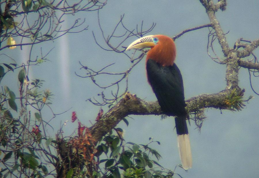 72 Oriental Pied Hornbill Anthracoceros albirostris albirostris [Orientnäshornsfågel] 1 hörd Samdrup Jongkhar 12.4.