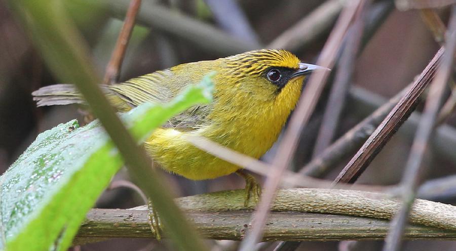 161 Hume's Leaf Warbler Phylloscopus humei [Bergtajgasångare] 1 hörd Paro 29.3 och 1 hörd Punakha 31.3. 162 Blyth's Leaf Warbler Phylloscopus reguloides assamensis [Mindre kronsångare] 5 Royal Botanical Park 31.