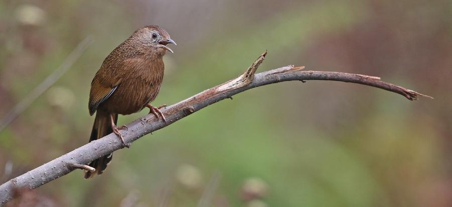 181 Pin-striped Tit-Babbler Macronus gularis rubicapilla [Finstrimmig mestimalia] 1 hörd längs vägen 11.4,