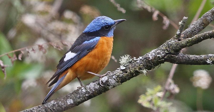 247 Golden Bush Robin Tarsiger chrysaeus chrysaeus [Guldnäktergal] 1 hörd Chele La Pass 30.3 och 1 hörd längs vägen 3.4. 248 Black-backed Forktail Enicurus immaculatus [Svartryggig klyvstjärt] 1 Samdrup Jongkhar 12.