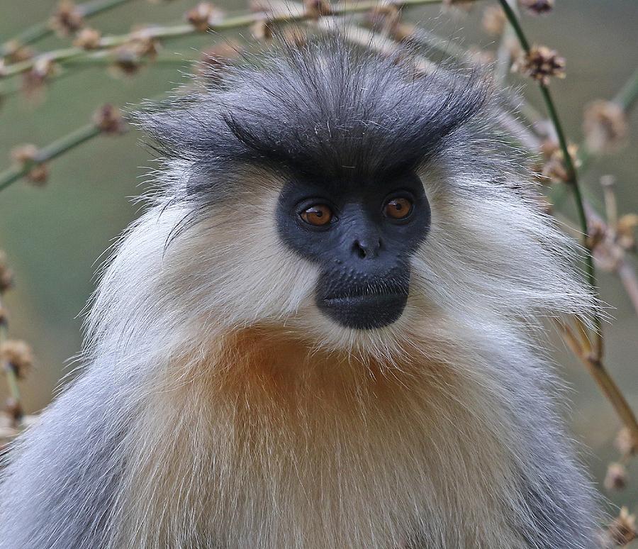 Capped Langur, hane. Lingmethang Road Foto.