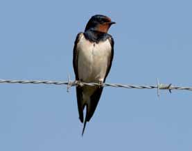 LADUSVALA Hirundo rustica FL Ringmärkta hösten 213: 78. Årsungar (1k): 7, äldre (2k+): 18. Mv. 198 29: 14.