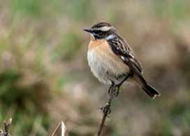 BUSKSKVÄTTA Saxicola rubetra FL Ringmärkta hösten 213: 5. Årsungar (1k): 45, äldre (2k+): 5. Mv. 198 29: 51.