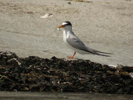 kort & Gott Första häckningen av småtärna i Bohuslän I början av juli 2008 upptäckte Jan Artursson ett småtärnepar vid Långö lösa tångar, Sotenäs.