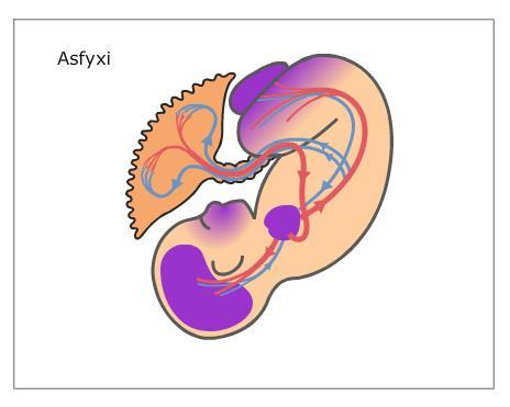 Asfyxi: Om fortsatt sjunkande O2 Maximal aktivering sympatiska nervsystemet frisättning stresshormoner -> anaerob metabolism även i centrala
