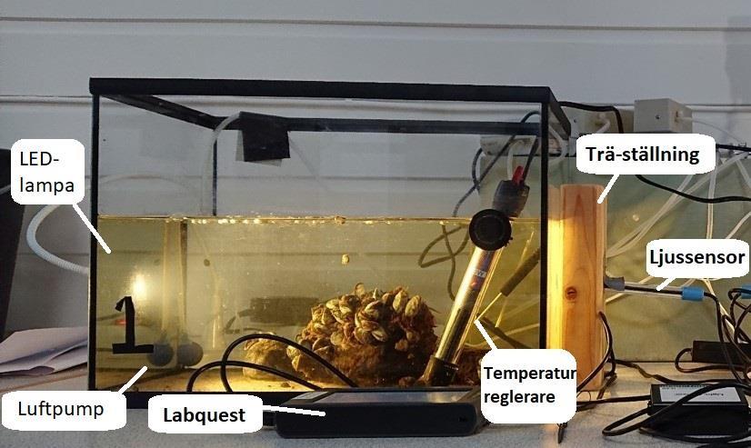 Experiment 1 I första experimentet vid testning av vandrarmusslans filtreringssystem fylldes båda akvarierna med 14 L rums tempererat sjövatten 15 C.