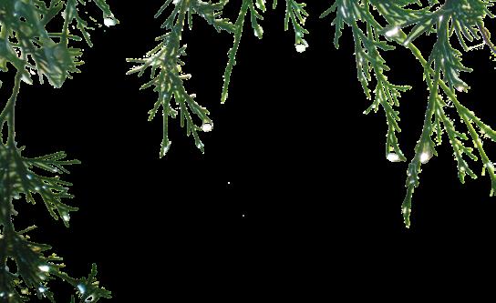 följande tävlingar i december: