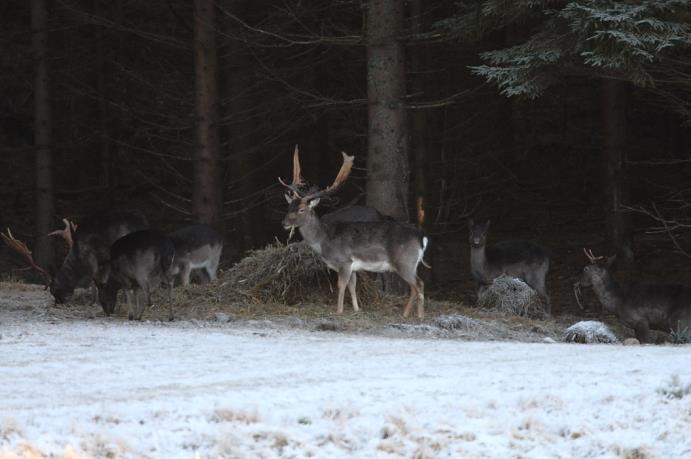 Dovviltets tid på foderplatserna Andel