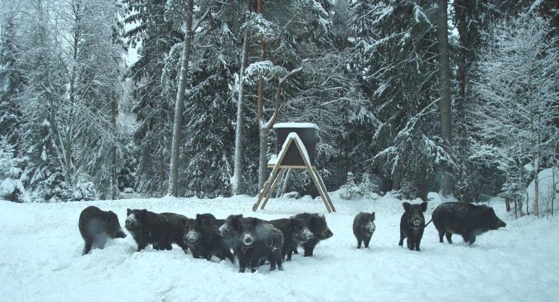 Utfodringens -konsekvenser Utfodring syftar oftast till att vidmakthålla eller höja vilttätheten genom att: Vidmakthålla eller höja djurens