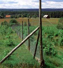 Foto: Michael Ekstrand kvistfoder är tillgängligt för älg och andra hjortdjur. Skogsstyrelsen beräknar årligen den foderproducerande ungskogsarealen utifrån en satellitbildsanalys.