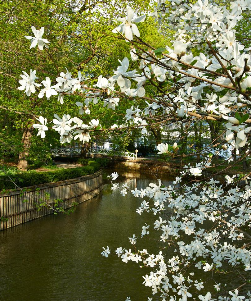 GRÖNA FAKTA Manolia kobus. Foto: Dan Rosenholm. STADSTRÄD FÖR FRAMTIDEN MAGNOLIA Inen annan växtrupp kan mäta si med det exotiska uttrycket hos måna av de vårblommande manoliorna.