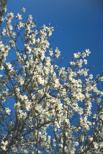 Manolia kobus. Foto: Henrik Sjöman. kvällstid kan sprida si lånt. Blommorna är vackert placerade de vilar som på ett fat, som bildas av de nästan 50 cm låna bladen.