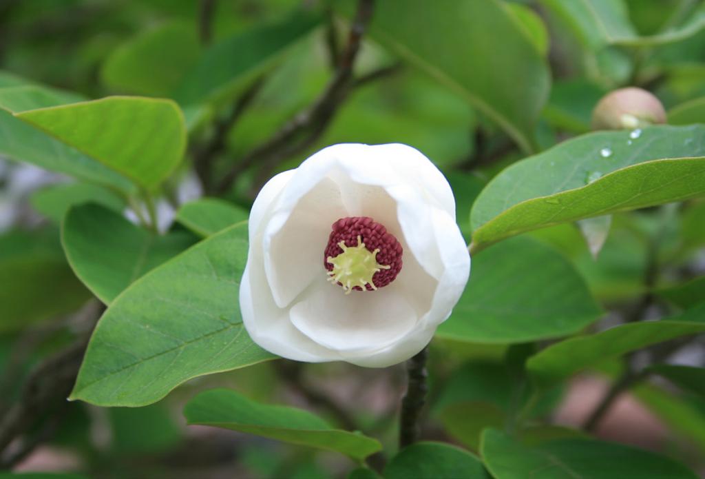Manolia sieboldii. Foto: Kenneth Lorentzon. Manolia sieboldii.
