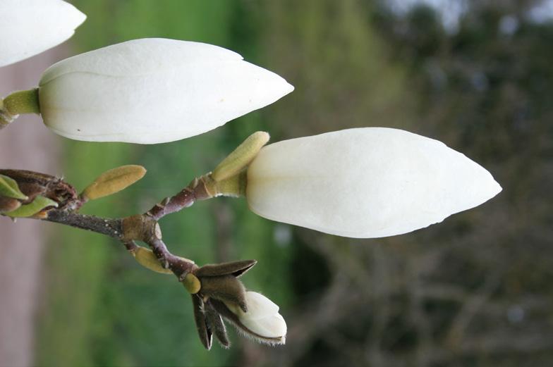 Manolia 'Yellow Lantern'. Foto: Kenneth Lorentzon. Manolia x soulaneana 'Lennei Alba'. Foto: Henrik Sjöman. mit brett träd med stora, höbyda och krämula blommor.