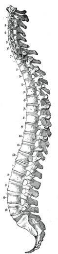 mekaniska principer Bakåttippning ryggradsböjning Framåttippning-