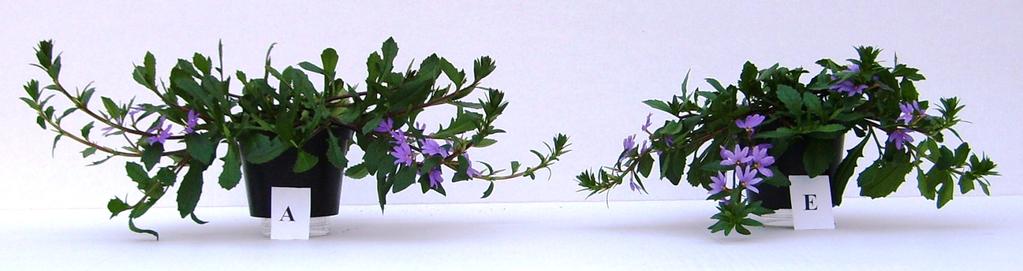 Försök utfördes vid Sveriges Lantbruksuniversitet i Alnarp enligt Schüssler & Bergstrand (2012) på Calibrachoa, Pelargonium, Petunia och Scaevola för att undersöka extrem kortdagsbehandlings inverkan