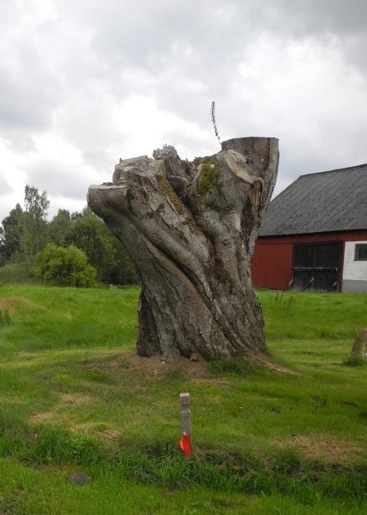 På båda sidorna om vägen i anslutning till Olingeån finns täta, snåriga sumpskogar, främst lövsumpskog med pil, klibbal och olika videarter. Busk- och fältskiktet är mycket tätt och artrikt.