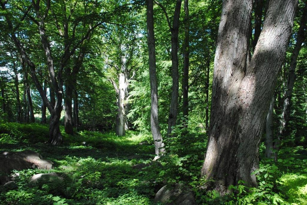 bokskogsområde med lång kontinuitet och ett rikt fältskikt. För att bevara värdet är det viktigt att behålla den skogliga kontinuiteten.