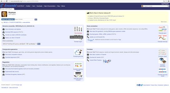 Studera evolution på gennivå. 1. Jämför olika arters genom Börja med att gå till: www.ensembl.org.