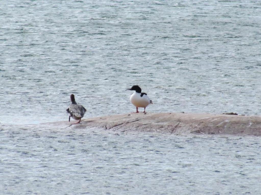 Storskrake (Mergus merganser), hona och hane 9.