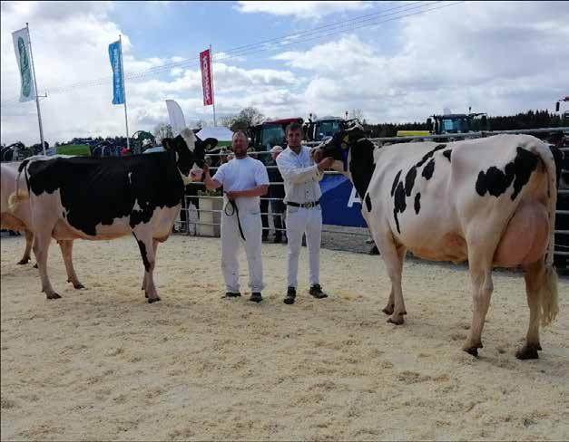 EH Holstein & BKE Holstein Elitauktion Champion & Reserv Champion