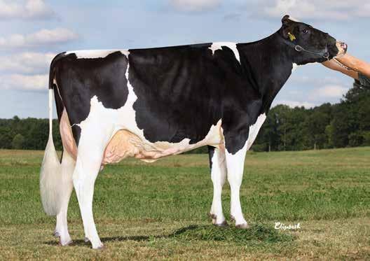 Bra-Ko Atwood Tramilda EX92 Grand Champion ELMIA 2018 Potentiellt