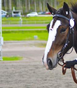 KVAL/M/PREMIE KVALTIDER VARMBLOD.8,0 - -åriga.5,0 - -åriga.,0-4-åriga & äldre.,0 - montékval KVALTIDER KALLBLOD.55,0 - -åriga.50,0 - -åriga.4,0-4-åriga & äldre.