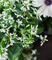 Från 49 90 59 90 SNÖTÖREL Euphorbia graminea 'Diamond Frost' Mycket dekorativ