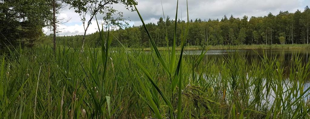 edna-inventering av Större vattensalamander i Storsjöns fiskevårdsområde 1.