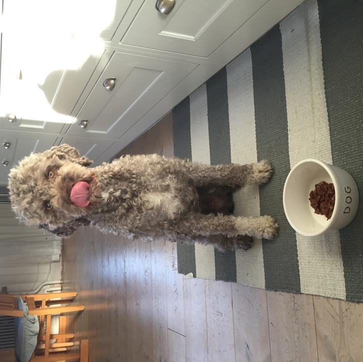 diet for dogs Matilda Tochtermann Självständigt