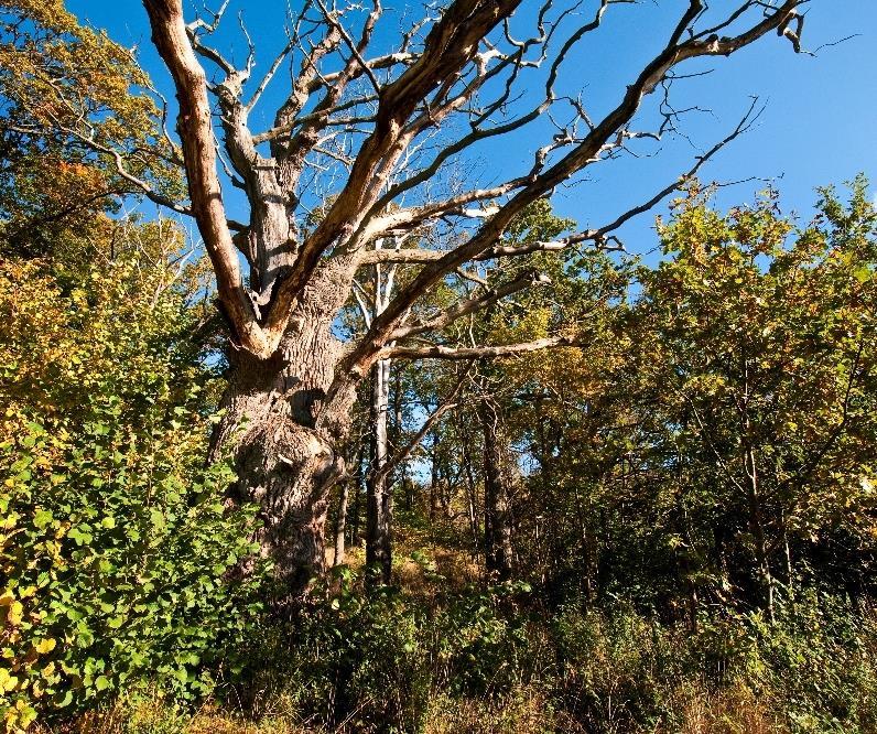 TALLNÄTVERKEN VID BLACKEBERG