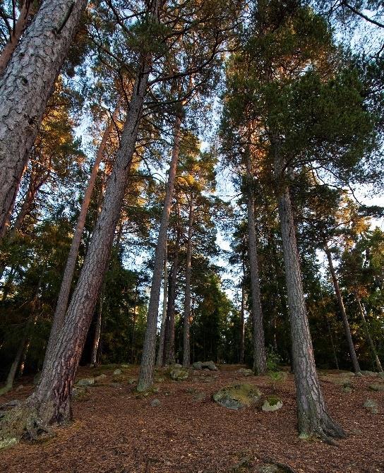 KOMPENSATIONSÅTGÄRDER STOCKHOLM