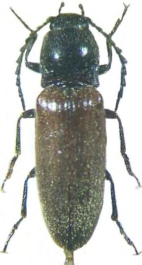 Den gamla hamnen i Djupvik vid Holmsund är ett sådant exempel, där det bl. a finns äkta sötväppling (Melilotus officinalis) och sanddraba (Draba nemorosa) (Ericsson 2008).