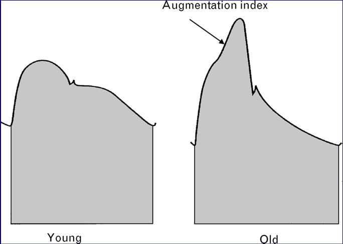 Aortic Blood Pressure, Vascular Structure, and Age Traditional aspects of the shape of the aortic blood pressure curve in young (64 years) and old (> 65 years) subjects.