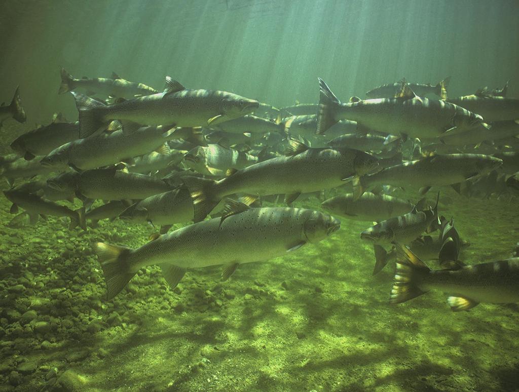 Marine survival indices River Bush, Northern Ireland Svensk planering för Laxens år 2016-2017 Internationell planering 2018 Information, samråd, Kommunik ation Utlysning av medel Bidrag 2019 Lokala