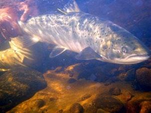 reducera miljögifter Förvaltning av laxbestånden, långsiktigt hållbart fiske.