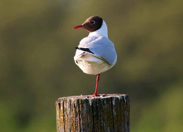 Stockholms Natur PROGRAMBLADET SEPTEMBER 2019