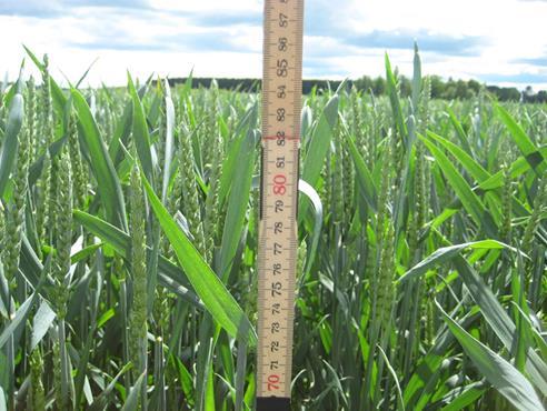 Försök med tillväxtreglering i stråsäd 2002 höstvete; 3 försök i Östergötland varav ett med tre sorter 2006-2008 hybridråg; 12 försök, 0-180 kg N/ha, mager eller