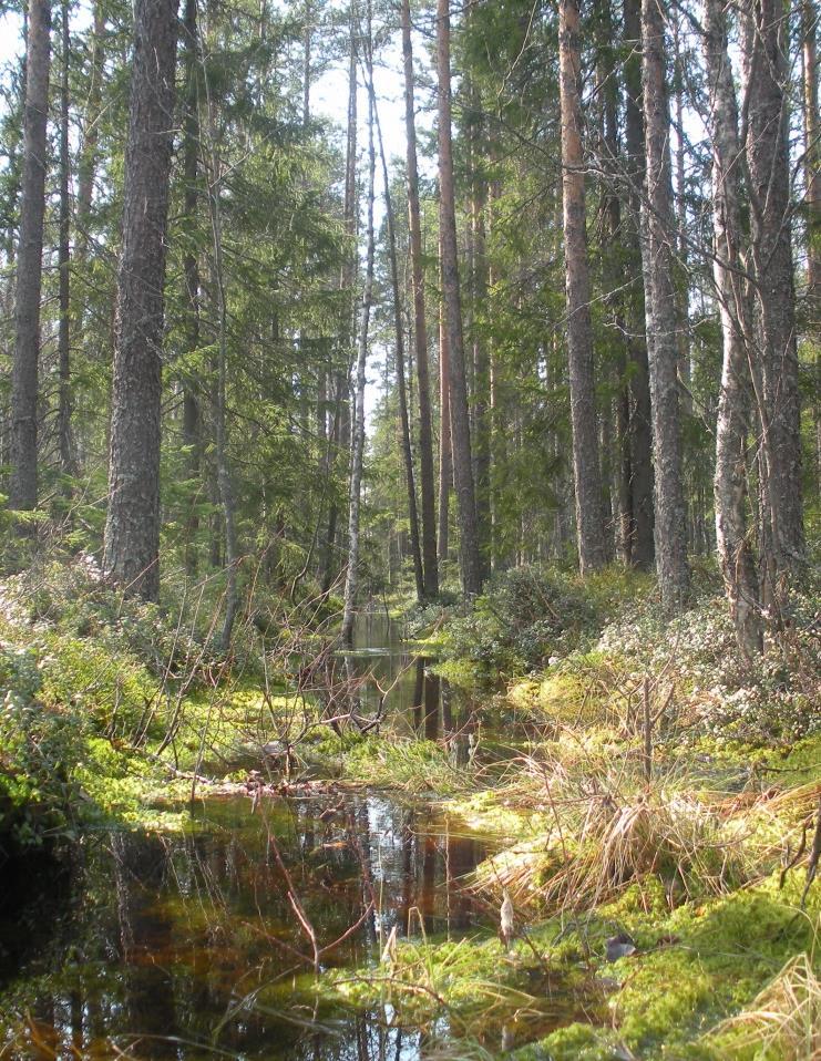 Summerande reflektioner Tankar som