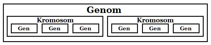 Figur 1 Förhållandet mellan genom, kromosom och gen. Genom att utföra genetikinspirerade operationer på kromosomerna, såsom selektion, mutation och överkorsning (som alla beskrivs närmare i kapitel 2.