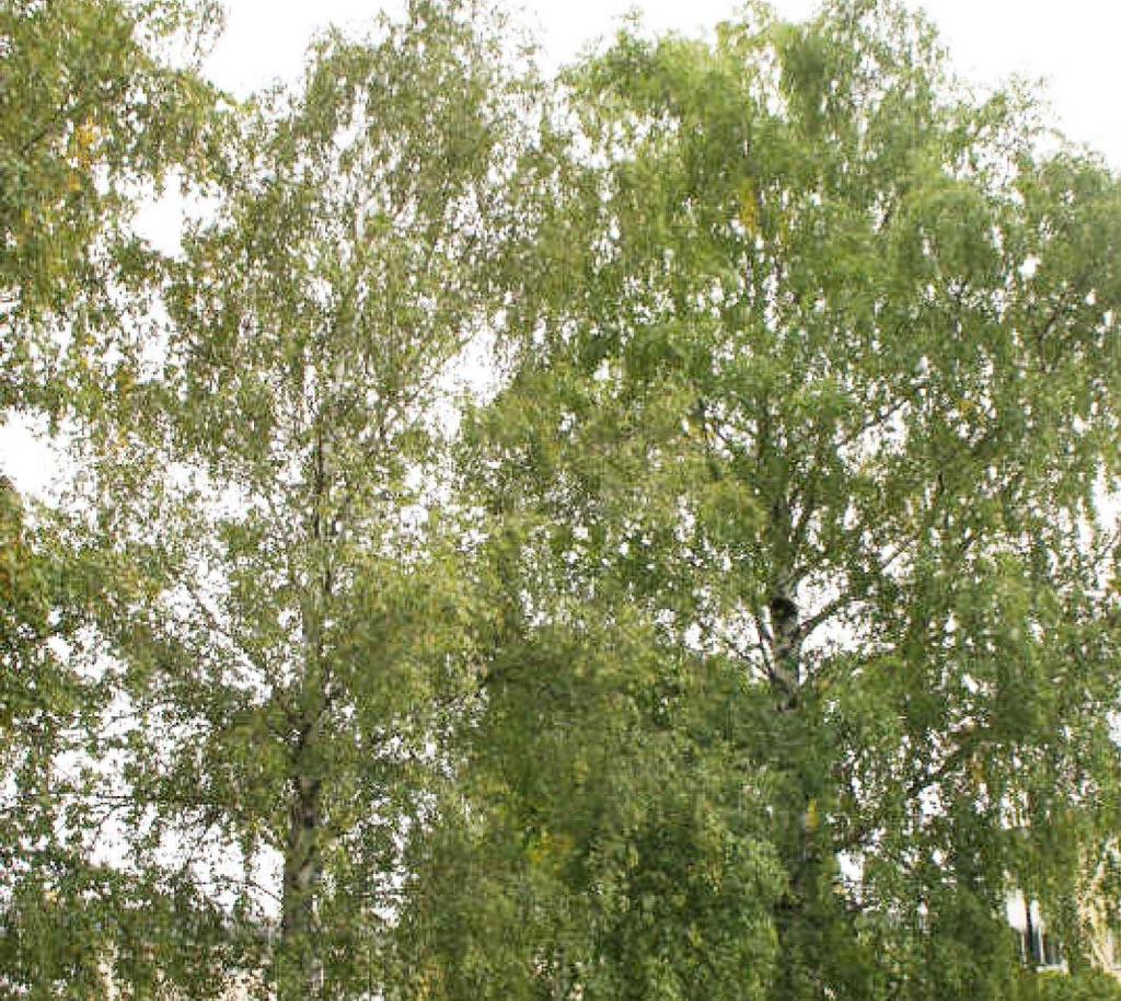 BJÖRKARNA