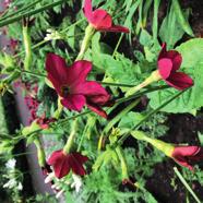 Geranium Dreamland, Näva