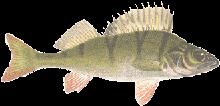 WP4.5 Fish enkätundersökning Förbä;rad anpassning av BG @ll större sjöar och @ll större, och mer lugnflytande, va;endrag.