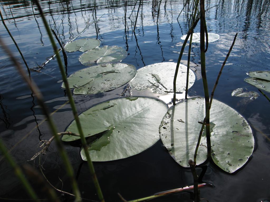 WP4.1 Macrophytes enkätundersökning arbete är pågående. Resultaten från enkätundersökningen kring BG makrofyter i sjöar har kri1skt granskats.