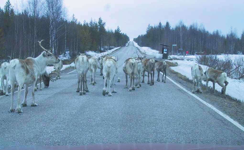 olyckor, där andra parter inte är inblandade. En fotgängare eller cyklist är inblandad i ca 15% av olyckorna.