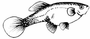 Injicera En Guppy?! Genmanipulerade fiskar kan en dag kanske användas till producera mänskliga proteiner, som kan användas till att bota ett flertal sjukdomar.